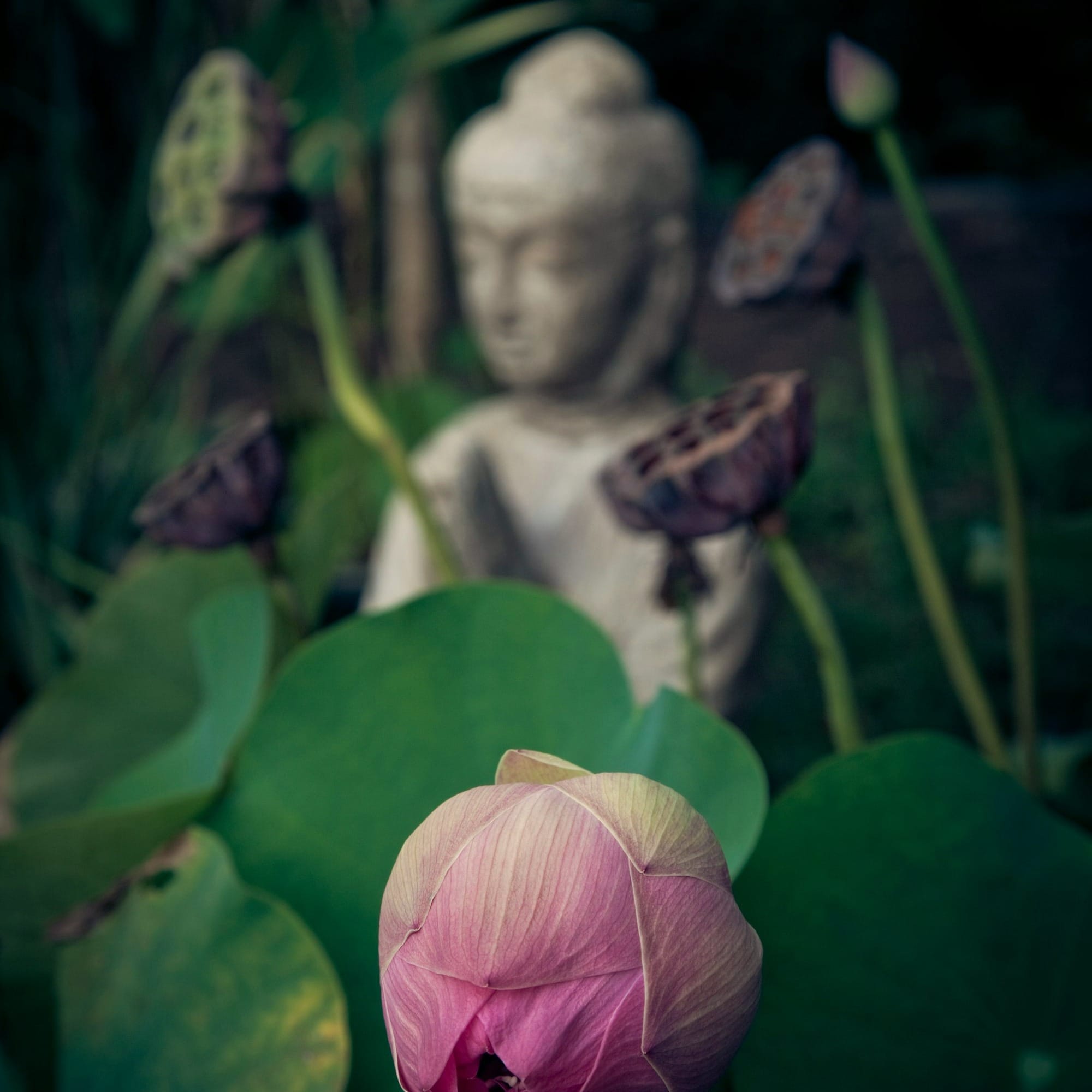 shallow focus photo of flower