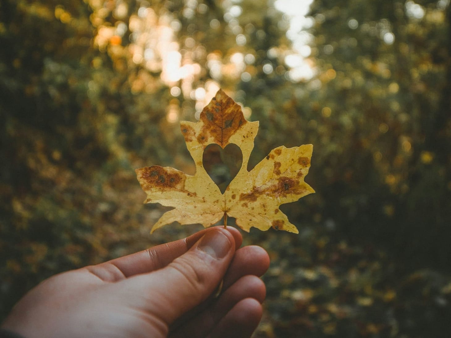 Hoja de otoño, simbolizando crecimiento personal, renovación y conexión con la naturaleza.