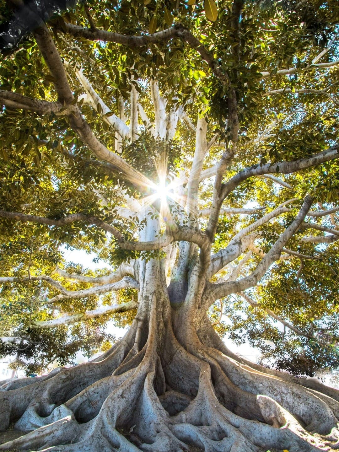 Gran árbol con sus raíces grandes y emanando rayos de luz brillante de sus frondosas ramas.